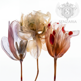 Трансфер - Ботаника 01 Трансфер - Ботаника 01